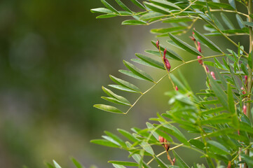 Botanical collection, Glycyrrhiza glabra or root liquorice medicinal plant growing in garden