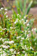 Summer blossom of fagopyrum esculentum or buckwheat plant, healthy vegetarian food