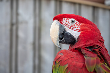 Large colorful South American macaw ara&nbsp;parrot close up