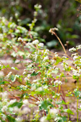 Summer blossom of fagopyrum esculentum or buckwheat plant, healthy vegetarian food