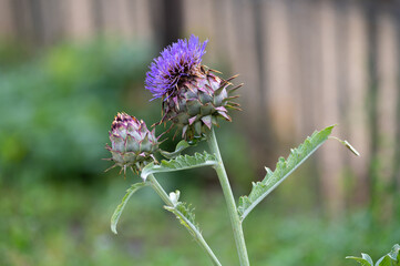 Cynara cardunculus or prickly artichoke flowers growing in garden