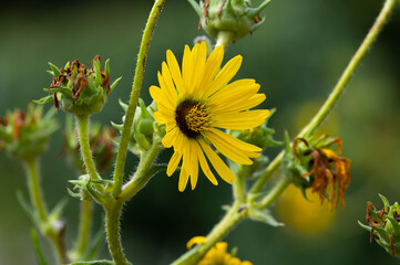 Yellow flowers heads of Silphium laciniatum or compass plant growing in garden