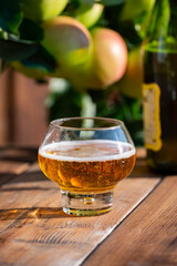 Making and tasting of fresh apple cider produced on organic farm from bio apples in Normandy, France