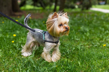 small dog yorkshire terrier plays in green grass