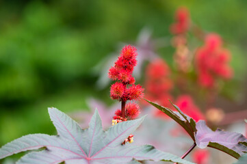 Ricinus communis or castor oil plant growing in garden