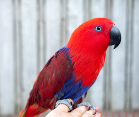 Eclectus female parrot native to the Solomon Islands, Australia, and the Maluku Islands with bright red and purple-blue plumage