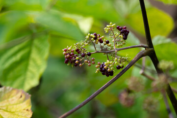 Woody shrub of Eleutherococcus senticosus or Siberian ginseng or eleuthero used in traditional Chinese medicine