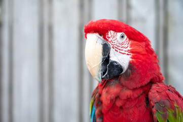 Large colorful South American macaw ara parrot close up
