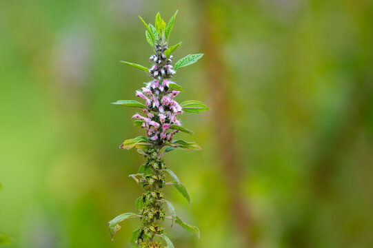 Medicinal plant leonurus cadriaca or motherwort growing in garden