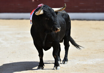 spanish black bull with big horns in a traditional spectacle of bullfight