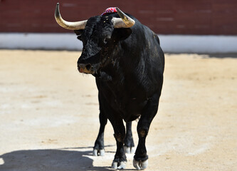 spanish black bull with big horns