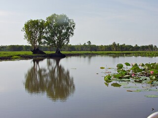 Australischer Billabong