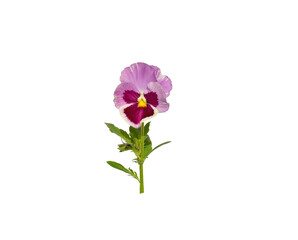 flower isolated on white background