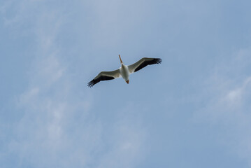 Fototapeta na wymiar An American White Pelican Flying In A Blue Sky