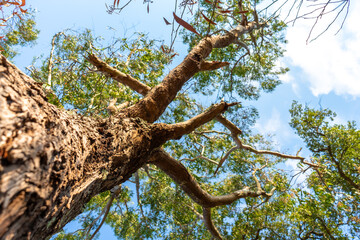 Tree with sky