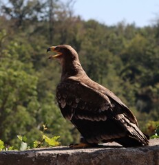 eagle in the zoo