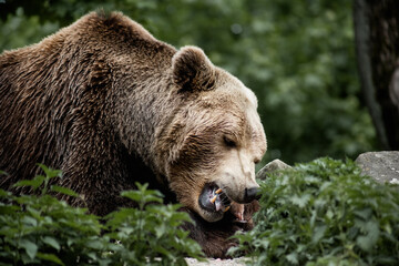 brown bear eats a piece of meat