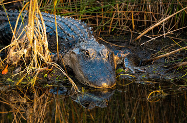 American Alligator basking in the grass at Orlando Wetlands Wildlife Refuge in Florida.