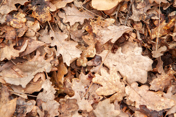 Background from autumn dry leaves, top view. Light brown fallen leaves oak tree for publication, screensaver, wallpaper, postcard, poster, banner, cover, website. Artistic high-quality photo