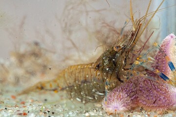 Common prawn, Palaemon serratus