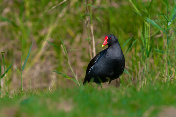 Common Moorhen Male 