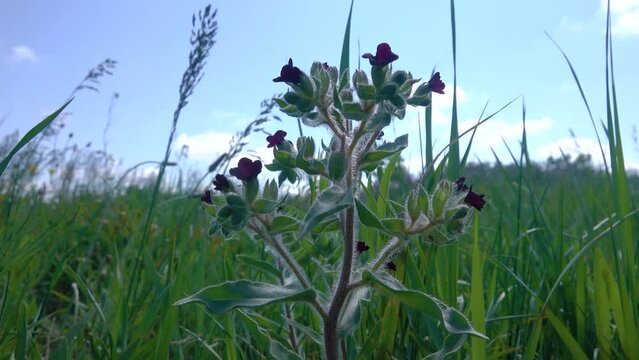 Xeropolum, steppe community. Graminaceous plants (Gramineae) and Monkswort (Nonea pulla) borage family (Boraginaceae) on a long-term field wasteland in the steppe. Crimea, Kerch Peninsula
