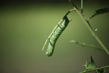 Bumblebee in the Basil2