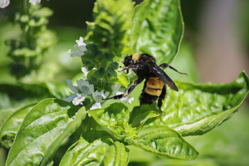Bumblebee in the Basil1