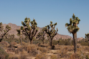 Fototapeta na wymiar Summer in the little san bernardino mountains at around 4000 feet, where aridity and elevation create open forests of yucca brevifolia and others such as juniper, oak, southern mojave desert scrub.