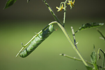 tomato caterpillar