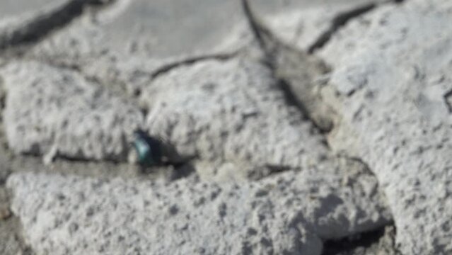 A beetle runs across a cracked dry salt marsh, desert varnish. Darkling beetle (Blaps halophila, Tenebrionidae). North Black Sea semi-desert, dry spell
