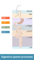 Digestive system processes.  General distribution of digestion activities: ingestion, propulsion, mechanical or physical digestion, chemical digestion, absorption, and defecation. - obrazy, fototapety, plakaty