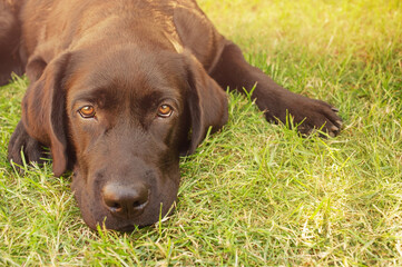 Labrador junior lies on green grass. The dog is looking at the camera.