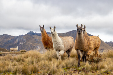 Charming Llamas in El Cajas National Park on a summer day. - obrazy, fototapety, plakaty