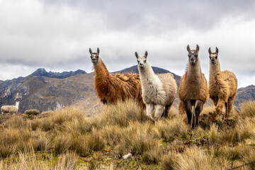 Charming Llamas in El Cajas National Park on a summer day. - obrazy, fototapety, plakaty