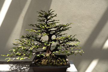 Miniature tree of natural Redwood Bonsai against a wall with rays of light