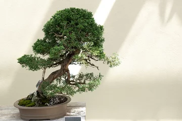 Fotobehang chinese juniper bonsai © Renata