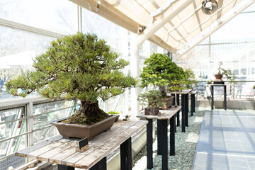 pinus densiflora bonsai
