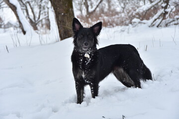 a dog with a good physique in winter on white snow on a walk close-up with a cheerful mood