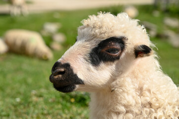 Adorable lamb on pasture on mountain. Animals on the farm. Young sheep. 