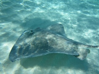 Water Fin Fluid Underwater Fish Marine biology © Zombie Bunny