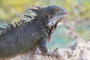 Fototapeta premium Leguan