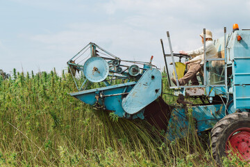 Hemp combine harvester on the farm field collecting cannabis CBD plants for further production and market