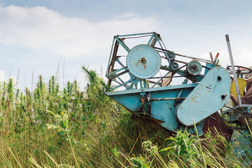 Fototapeta premium Farmer driving combine harvester collecting industrial hemp flowers on the cannabis sativa field, side view.