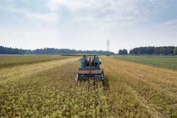 Fototapeta premium Combine harvester taking off the rich harvest on the industrial hemp plantation, aerial view