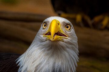 2022-09-13 CLOSE UP OF A MATURE BALD EAGLE IN ITS NEST WITH BRIGHT EYES AND A BLURRY BACKGROUND