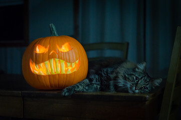 halloween pumpkin on the table with a cat