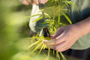 Fototapeta Hands holding and opening CBD oil bottle with dropper pipette, near hemp plant flower bud, in the sunlit field, close up shot. obraz