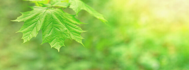 Spring background - view of the maple leaves on the branches in the deciduous forest on a sunny day. Horizontal blurred banner with copy space for text