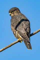 Merlin perched on snag branch